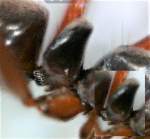 Brachyponera sennaarensis